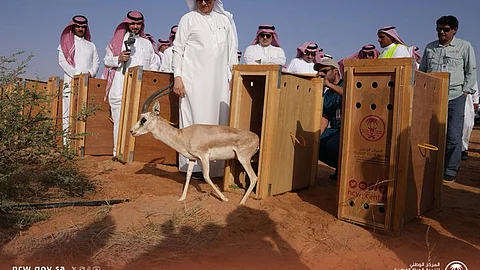 المركز الوطني لتنمية الحياة الفطرية يطلق أكثر من 1200 كائن مهدد بالانقراض في الطبيعة خلال الموسم الحالي