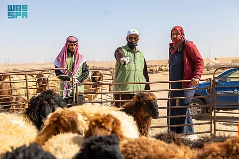 النجدي يصل لـ 2,100 ريال .. حركة شرائية نشطة للأضاحي بمدينة الأنعام بعرعر