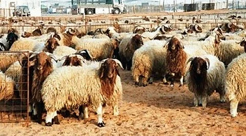 "الحمود": الأضحية لا تجزئ إذا وجدت فيها هذه العيوب الأربعة.. وما كان مثلها أو أشدّ