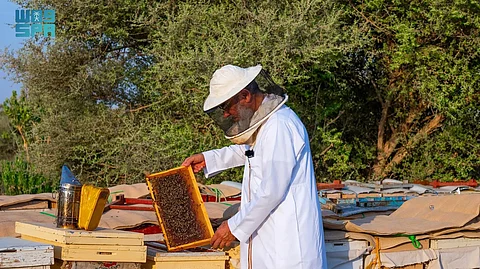 محمية الملك عبدالعزيز الملكية تبدأ في إصدار تصاريح تربية النحل وفق ضوابط جديدة