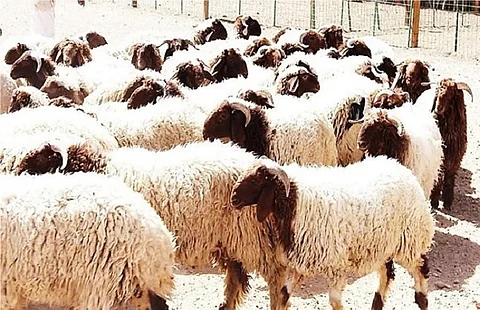 وداعًا للتقدير العشوائي.. "الميزان" يحسم أسعار الأضاحي بدءًا من عيد الأضحى القادم