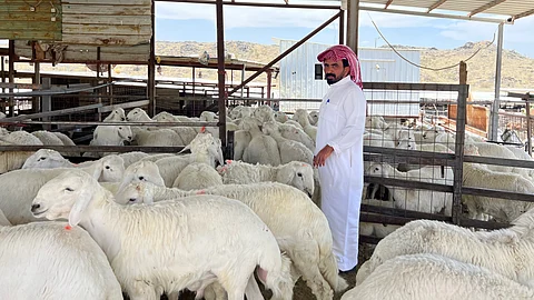 استقرار ملحوظ في أسعار الأغنام بسوق الطائف قبيل عيد الأضحى.. وإقبال نشط من المتسوقين