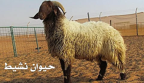 بالصور.. خبراء يحذرون من 17 مؤشرًا للمرض ويكشفون لـ”سبق” مواصفات الأضحية السليمة