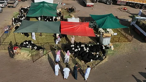 وفرة في المعروض وتنوع في الأنعام.. 18 ألف أُضحية بالمدينة المنورة في يوم النحر