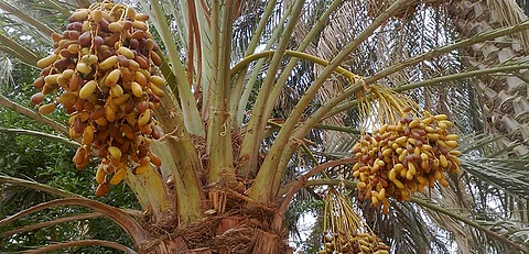 "الحصيني": حرارة صيف معتدلة تُنعش أسواق التمور.. وتطيل موسم الرطب