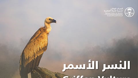 "الحياة الفطرية" ترصد نسورًا سمراء في بلّحمر وتؤكد تكاثرها في عدة مناطق بالمملكة