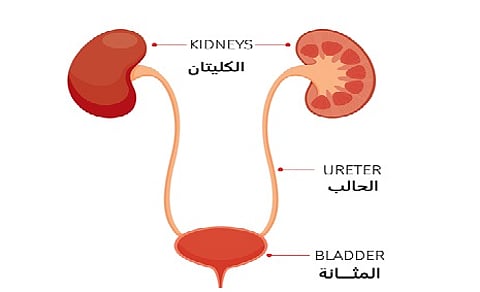 من التشخيص إلى المضاد الحيوي.. طبيبة روسية تكشف 4 أخطاء في علاج التهاب المثانة