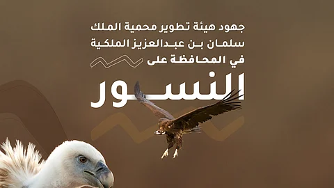 هيئة تطوير محمية الملك سلمان تقود جهوداً نوعية لحماية النسور والحفاظ على التوازن البيئي