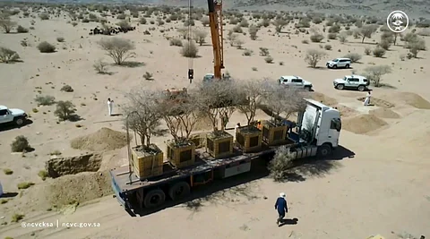 نقل دقيق لأشجار معمّرة بالمدينة المنورة لحمايتها ضمن مشاريع الغطاء النباتي
