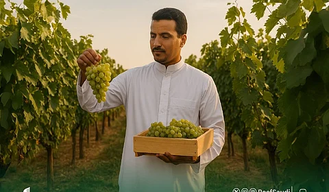عنب محلي في الطائف يفوق جودة المستورد.. "ريف السعودية" يستعرض قصة النجاح المُلهمة