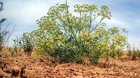 نبتة الحزا