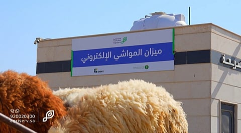 نقطة تحوّل في أسواق الماشية.. البيع بالوزن يبدأ رسميًا و"ميزان العزيزية" يشرح الآلية