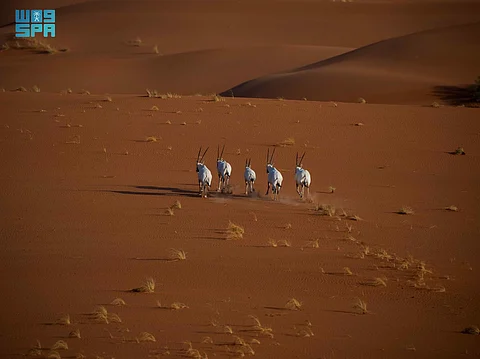 تسجيل محمية عروق بني معارض في القائمة الخضراء للاتحاد الدولي لحماية الطبيعة