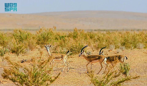 الظبي الجفول.. رمز الصحراء وملهم الشعراء