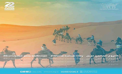 الأفلاج تحتضن أول مدينة صناعية للإبل على مساحة 15 مليون متر مربع