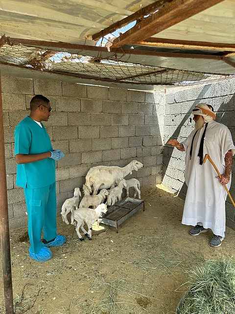 في حالة نادرة.. ولادة لأحد سلالات الضأن لسبعة توائم