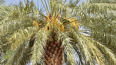 القصيم.. 11 مليون نخلة ومناخ مثالي يجعلها واحة التمور الأولى في المملكة