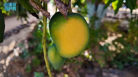 مزارع العلا ترفد الأسواق بأكثر من ألف طن مانجو سنويًا من 50 ألف شجرة