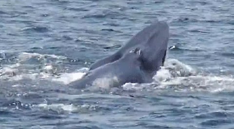 "فيديو" يرصد "حوت بريدي" قرب جزر فرسان .. "الحياة الفطرية": يؤكد غنى البيئة البحرية بالمملكة