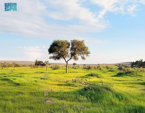 "محمية الإمام تركي" تُسهم في مكافحة العواصف الرملية بالتشجير والتجدد الطبيعي