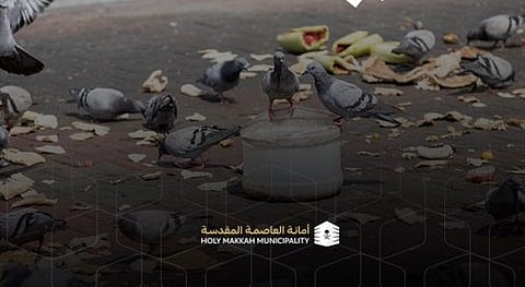 أمانة العاصمة المقدسة توجّه رسالة توعوية للحد من رمي الخبز على الأرصفة