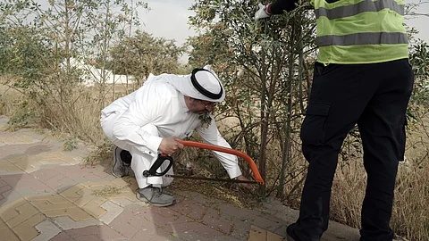 مبادرة لمكافحة "نبتة التبغ الكاذب" ضمن فعاليات صيف النماص