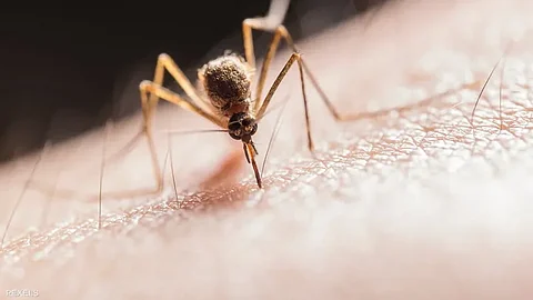 أمراض خطيرة يسببها البعوض أثناء السفر.. "الصحة" تحذر وتوصي بـ 5 إجراءات وقائية