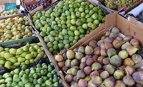 فاكهة التين تجذب السيّاح في عسير لقيمتها الغذائية ومذاقها الفريد
