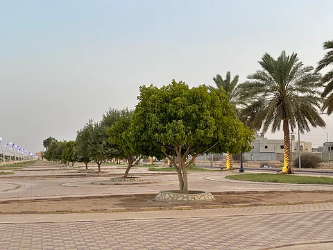 الأفلاج تواصل استبدال النخيل بالغاف لتقليل الهدر المائي وتحسين المشهد الحضري