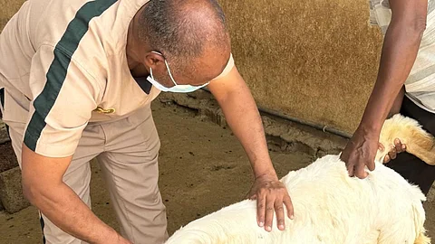 "بيئة أضم" تنفذ ورشة ميدانية للتوعية بصحة المواشي وتعزيز الأمن الغذائي