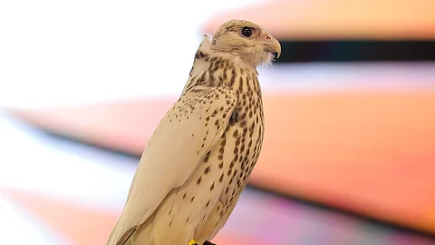 صفقات قياسية تعزز مكانة المزاد الدولي لمزارع إنتاج الصقور بصفته محركًا ثقافيًا واقتصاديًا