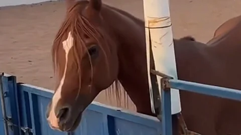 الإرشاد الزراعي يدعو لتركيب مراوح في الإسطبلات خلال الصيف