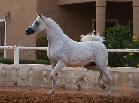 في المزاحمية.. "بيئة الرياض" تنظّم مزادًا لبيع 13 حصانًا