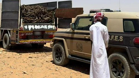 ضبط مواطن مخالف لنظام البيئة لنقله حطبًا محليًّا في محمية الإمام تركي الملكية
