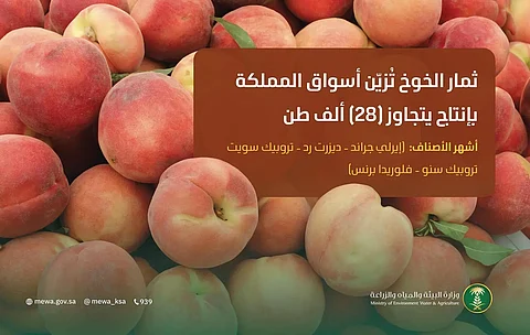 إيرلي جراند وفلوريدا.. الخوخ يزيّن أسواق المملكة وإنتاجه المحلي يتجاوز 28 ألف طن