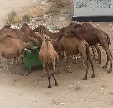 إبل سائبة تهدد سكان الراشدية 2 بمكة .. والأهالي يطالبون بتدخل عاجل