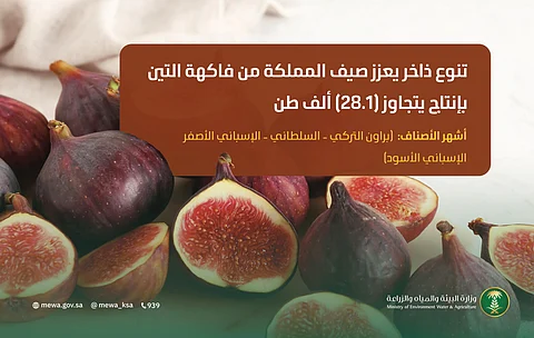 التين المحلّي.. قيمة غذائية عالية وتنوعٌ فريد
