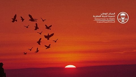 "الحياة الفطرية": موسم الصيد ينطلق اليوم في المملكة ويستمر حتى 31 يناير القادم