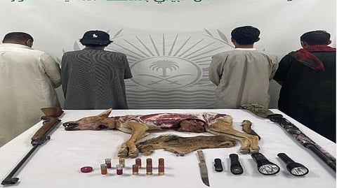 المدينة المنورة.. القبض على 4 مخالفين لنظام البيئة لصيدهم "الذئب العربي" المهدد بالانقراض