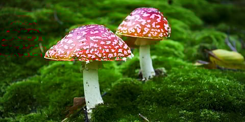 بعد 40 عامًا على كارثة مفاعل تشرنوبيل النووي.. ألمانيا تؤكد سلامة تناول الفطر البري