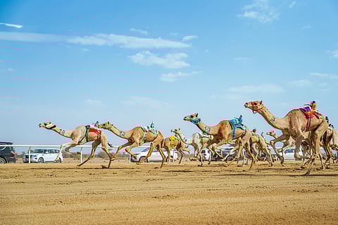 بمهرجان ولي العهد على أرض ميدان الطائف التاريخي.. الهجن السعودية تخطف 15 شوطًا في "الجذاع"