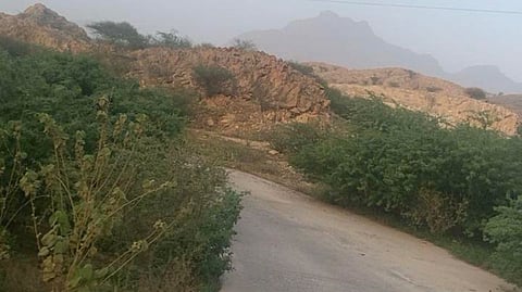 شكاوى في "حقال" من انتشار الشجر الأمريكي وحجبه للرؤية على الطرق