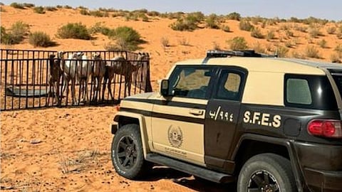 "الأمن البيئي" و"أمن الطرق" يضبطان 3 مخالفات بيئية في القصيم وعسير ومحمية الإمام تركي