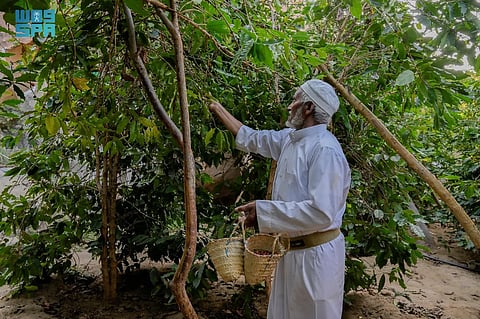 "البن الشدوي".. 450 مزرعة و115 ألف شجرة تضع الباحة على خريطة القهوة السعودية