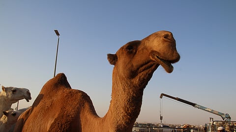تصوير فاضل الغيثي