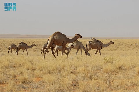 شاهد .. بدء دخول أفواج الإبل والماشية لمناطق الرعي بمحمية الإمام تركي بن عبدالله الملكية