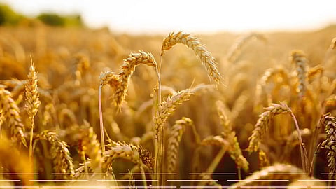 "البيئة" تفتح باب التقديم للجنة منتجي البذور للدورة الثامنة