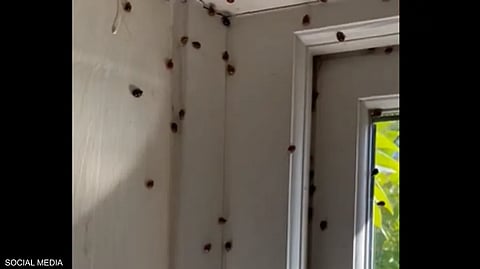 تبحث الخنافس عن مكان للاختباء تحضيرا لفصل الشتاء