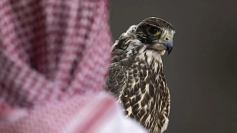 652 ألف ريال حصيلة بيع 4 صقور في معرض الصيد والصقور السعودي وسط منافسة ومزاد منغولي لافت