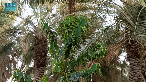 مشاهد من مزارع نجران.. تناغم فريد بين زراعة النخيل والبُن في بيئة استثنائية